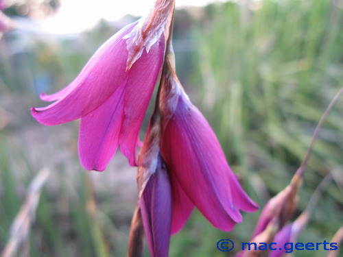 Dierama Blackbird